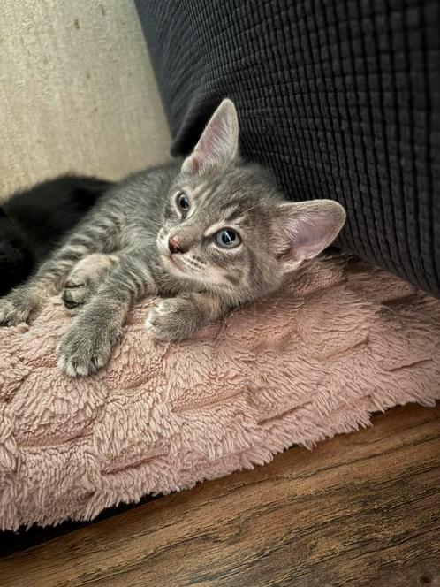 nog 1 kitten // poesje over, Dieren en Toebehoren, Katten en Kittens | Overige Katten, Kortharig, Kater, 0 tot 2 jaar