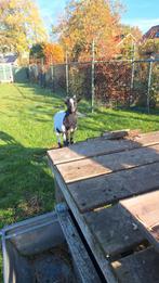 Geit berggeit  van juni, Dieren en Toebehoren, Schapen, Geiten en Varkens, Vrouwelijk, Geit, 0 tot 2 jaar