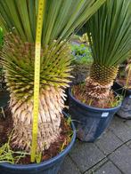 Yucca rostrata, Zomer, Ophalen of Verzenden, Overige soorten, Volle zon