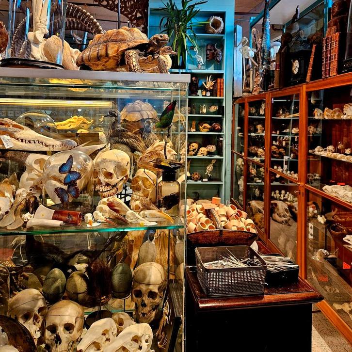 OPEN!  ACTIE ! 200m2 assortiment. PREPARATENSHOP, Verzamelen, Dierenverzamelingen, Nieuw, Schedel, Ophalen of Verzenden