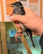 1.0 roze spreeuw ruilen voor 0.1, Dieren en Toebehoren, Vogels | Overige Vogels, Mannelijk