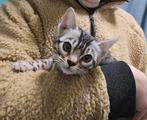 Bengaal kitten vrouwtje + stamboom zilverbengaal, Dieren en Toebehoren, Katten en Kittens | Raskatten | Korthaar, Poes, Gechipt