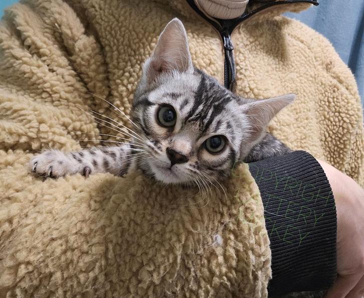 Bengaal kitten vrouwtje + stamboom zilverbengaal, Dieren en Toebehoren, Katten en Kittens | Raskatten | Korthaar, Poes, 0 tot 2 jaar