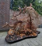 Opgezette damhert familie taxidermy opgezet hert gewei jacht, Verzamelen, Dierenverzamelingen, Ophalen, Hert, Opgezet dier