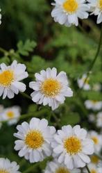 Moederkruid / Feverfew. Herb, Bees & Insects friendly, Ophalen, Zomer, Vaste plant, Volle zon