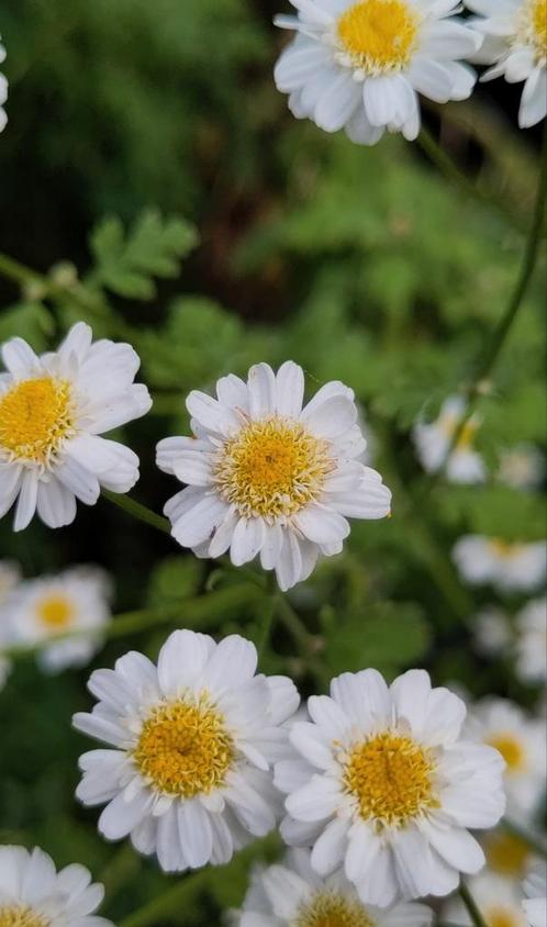 Moederkruid / Feverfew. Herb, Bees & Insects friendly, Tuin en Terras, Planten | Tuinplanten, Vaste plant, Volle zon, Zomer, Ophalen