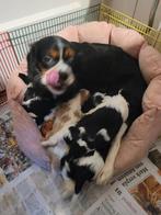 Nog 2 mooie raszuivere cavelier King spaniel pupjes, 8 tot 15 weken, Meerdere dieren, Eén hond, Parvo