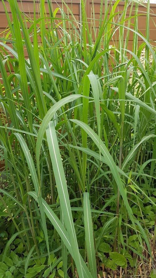 : Miscanthus, Prachtriet kruising met bamboe, pol of haag, Tuin en Terras, Planten | Struiken en Hagen, Haag, Bamboe, 250 cm of meer