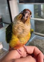 Pyrrhuras super lief en super tam met dna., Meerdere dieren, Papegaai, Tam