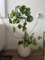 Pannenkoek plant (Pilea peperomioides) met pot, 100 tot 150 cm, Overige soorten, In pot, Groene kamerplant