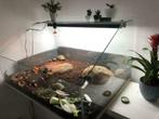 Duurzaam glazen Land Schildpad terrarium kopen, op maat, Ophalen, Nieuw, Terrarium of Paludarium