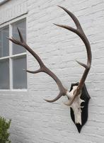 EDELHERT GEWEI ongelijke 10-ender op houten schild (ref. R), Ophalen, Gebruikt, Hert, Gewei of Kop