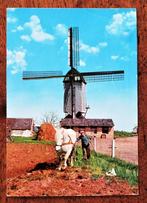 Molen + paard ( Zundert? Gestempeld Roosendaal 1989 ), Verzamelen, Ophalen of Verzenden, Voor 1920, Noord-Brabant