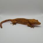 Mooie bewezen confetti wimpergekko/crested gecko kweekman, Dieren en Toebehoren, Hagedis, Tam, 3 tot 6 jaar