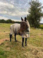 (Pre) Pensioenplekje gezocht, Dieren en Toebehoren, Paarden, Merrie, Niet van toepassing, 160 tot 165 cm, 11 jaar of ouder