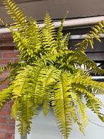 Nephrolepis exaltata ‘ Blonde’, Ophalen of Verzenden, Overige soorten, Volle zon, Minder dan 100 cm