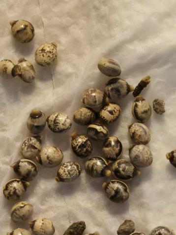 Eitjes Australische flappentak  beschikbaar voor biedingen