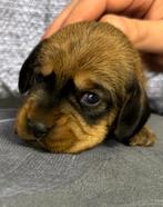 standaard ruwharige teckel pups met stamboom, Dieren en Toebehoren, Standaard, CDV (hondenziekte), 8 tot 15 weken, Meerdere