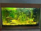 Hele mooie grote aquarium, Ophalen, Zo goed als nieuw, Gevuld zoetwateraquarium