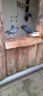 Te koop Figurita koppel, Dieren en Toebehoren, Meerdere dieren, Overige soorten