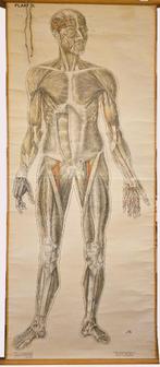 Anatomische plaat  Vintage  Onderwijs, Antiek en Kunst, Ophalen, Natuur en Biologie