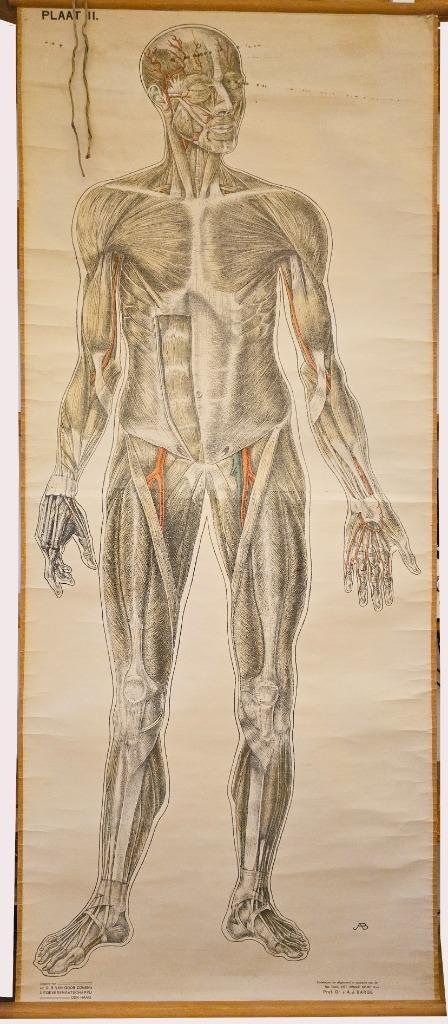 Anatomische plaat  Vintage  Onderwijs, Antiek en Kunst, Antiek | Schoolplaten, Natuur en Biologie, Ophalen