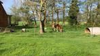 Paddockparadise,box en wat gras kan, Dieren en Toebehoren, Weidegang, 2 of 3 paarden of pony's