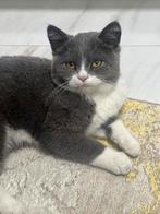 Britse korthaar 6 maanden, Dieren en Toebehoren, Kater, Ontwormd