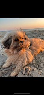 Dekreu Shih Tzu / Pomeriaan, Dieren en Toebehoren, Honden | Dekreuen, Particulier, Rabiës (hondsdolheid), 3 tot 5 jaar, Reu