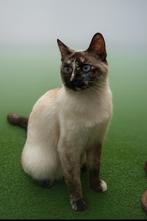Siamees kat 1 jaar, Dieren en Toebehoren, Katten en Kittens | Raskatten | Korthaar, Meerdere dieren