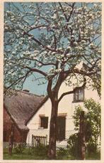 Bloeiende  boom.  (1947), Verzenden, 1940 tot 1960, Gelopen