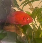 Red jewel chiclide ruil, Dieren en Toebehoren, Vissen | Aquariumvissen, Vis, Zoetwatervis