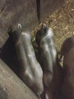 Vlees pakket varkens vlees pitrain varkens, Meerdere dieren, Varken