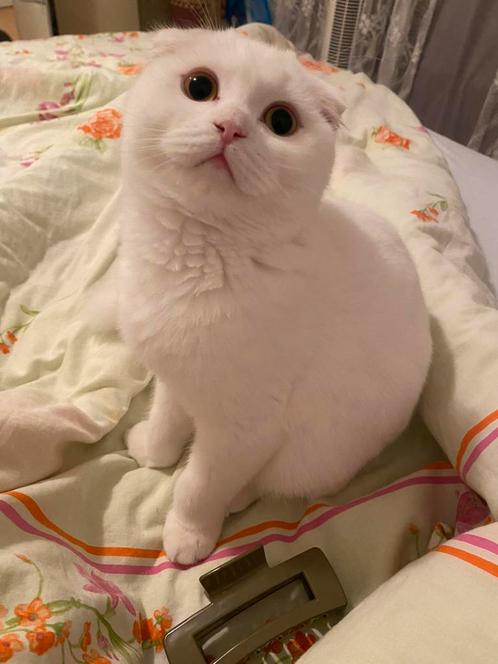 Britse korthaar & Scottish fold, Dieren en Toebehoren, Katten en Kittens | Raskatten | Korthaar, Kater, 0 tot 2 jaar, Gechipt