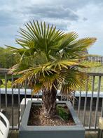 Palm tree palm boom with planter, Tuin en Terras, Bloembollen en Zaden, Ophalen of Verzenden, Gehele jaar, Volle zon