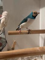 Gouldamadine koppel, Meerdere dieren, Geringd