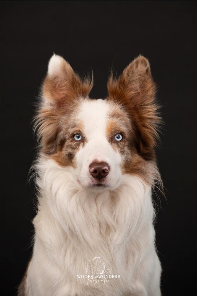 Unieke red merle tri border collie dekreu (Volledig getest!), Dieren en Toebehoren, Honden | Dekreuen, Reu, Particulier, Eén hond