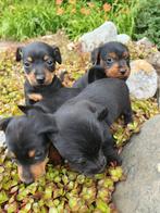 Prachtige zeer klein blijvende jack russel pups. Black an ta, Jack Russell Terriër, Meerdere, Nederland, Particulier