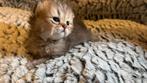 Lieve Britse Kittens, Dieren en Toebehoren, Katten en Kittens | Raskatten | Korthaar, Ontwormd, 0 tot 2 jaar