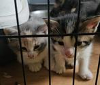 Super lieve en sociale kittens, Dieren en Toebehoren, Katten en Kittens | Raskatten | Korthaar, Meerdere dieren, Ontwormd, 0 tot 2 jaar
