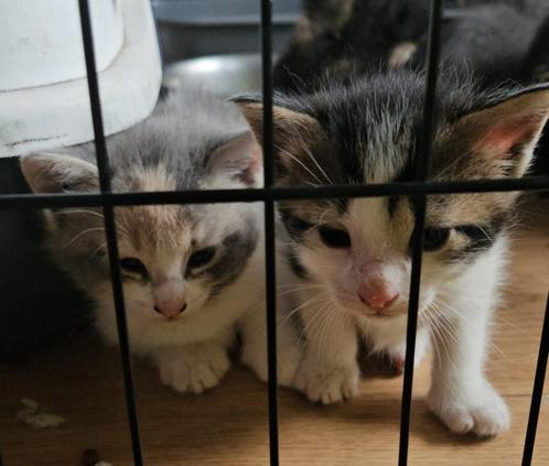 Super lieve en sociale kittens, Dieren en Toebehoren, Katten en Kittens | Raskatten | Korthaar, Meerdere dieren, 0 tot 2 jaar