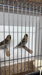 Koppel barmsijsen, Dieren en Toebehoren, Meerdere dieren