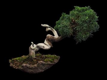 Pre bonsai mooie en gezonde juniperus Itoigawa  beschikbaar voor biedingen