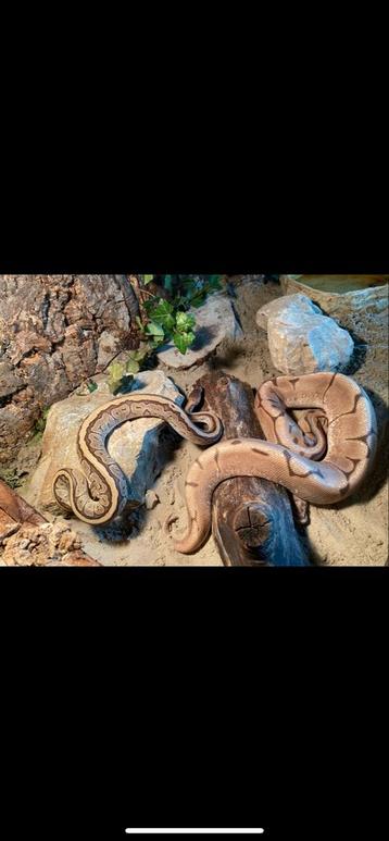 Python’s🐍 beschikbaar voor biedingen