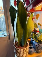 Sanseveria Sansevieria Masoniana, Ophalen, Halfschaduw, Minder dan 100 cm