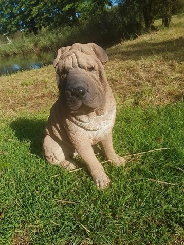 Shar-Pei nu in de aanbieding beschikbaar voor biedingen