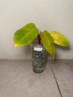 Philodendron painted lady (1), Huis en Inrichting, Kamerplanten, Ophalen of Verzenden, Halfschaduw, Minder dan 100 cm