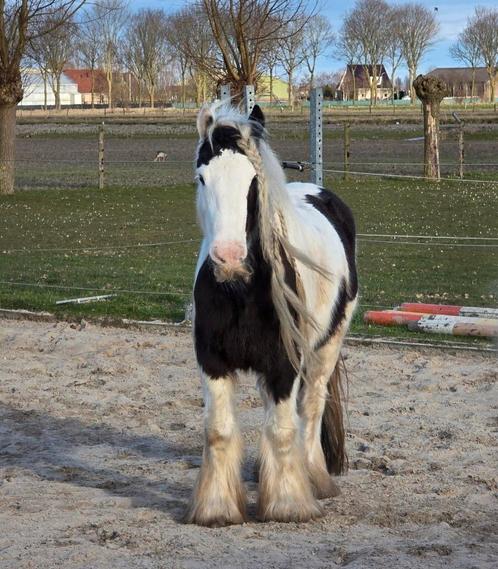 Lieve Tinker merrie, Dieren en Toebehoren, Pony's, Merrie, Recreatiepony