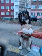 DEX 2jr. Bulgarije vriendelijk en sociaal/goed met honden, Dieren en Toebehoren, 1 tot 2 jaar, Buitenland, Parvo, Eén hond