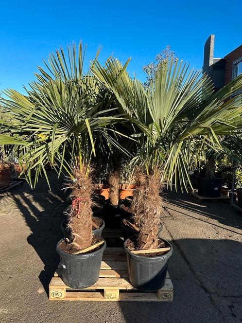 Palmboom/ Palmbomen, Tuin en Terras, Planten | Bomen, Palmboom, 100 tot 250 cm, Volle zon, Zomer, In pot, Ophalen